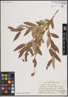 Foto von Salix excelsa S. G. Gmel.